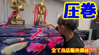 【圧巻】すべて当店販売のアロワナ達！！超豪華混泳水槽！！S.T様宅納品＆訪問