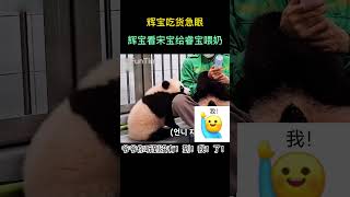 爷爷喂睿宝喝奶，吃货辉宝在旁边急眼，辉宝：快给我吃，我已经2秒没吃奶奶了Grandpa feed Ruibao milk, and Huibao immediately become anxious.