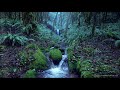 relaxing rain noise forest stream 🌧️ water sounds for sleeping