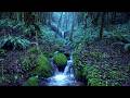 Relaxing Rain Noise + Forest Stream 🌧️  Water Sounds for Sleeping