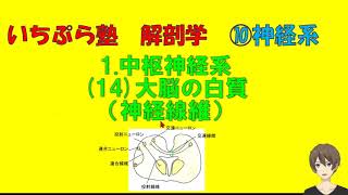 【いちぷら塾】解剖学　10神経系 1 中枢神経系 (14) 大脳の白質（神経線維） #あん摩マッサージ指圧師、鍼灸師