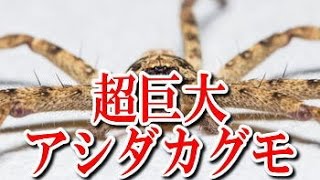 超巨大アシダカグモ Super Big Spider Super huge huntsman spider