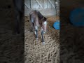 old horse at the barn ❤️ equestrain horse fypシ゚ funnyanimal equestrianlove horseaddict