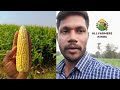 మొక్కజొన్న సాగు విధానం లో తక్కువ పెట్టుబడి maize cultivation far lo budget