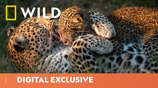 Leopard Cub Takes Her First Steps | Big Cat Week | National Geographic Wild UK