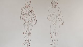Anatomy of the Human Body - Anatomy Master Class