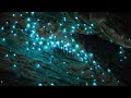 জ্বলজ্বলে মায়াবী গুহা waitomo glowworm caves ojana golpo bangla factbangla ojanagolpo yt