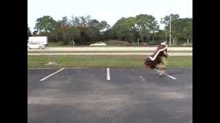 Spring Breakaway 2007 Trailer