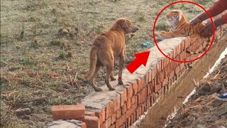 Wow ! Fake Tiger Prank Dog So Funny Dog Reaction Try To Stop Laugh Challenge 😂 Fake Tiger vs Dog 🐕