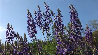 Giant Lupine 4 18