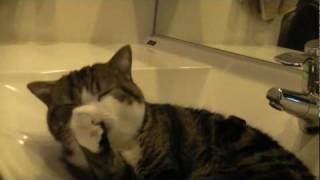 洗面所で寛ぐねこ２。- Maru relaxes in the washstand. -