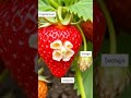 strawberries aren t berries mind blowing science fact