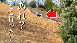 お散歩中、愛犬から突然姿を消してみた結果…