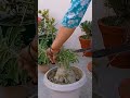 adenium plant pruning adenium pruning desertrose