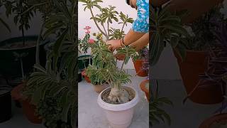 Adenium plant Pruning #adenium #pruning #desertrose