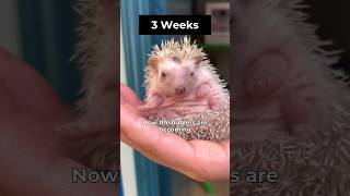 Meet Hedgehog Babies to Adults #facts #cuteanimals