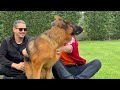 wonderful farm with 150 german shepherds in turkey world champions