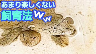 いずれ【野生】に帰すスッポンベビーたちの飼育法！【２０２０年っ子】