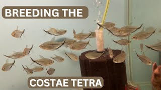 Huge Costae Tetra Spawning