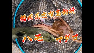 志賀島でイカを狙ったらエギでタコ、アジの泳がせでハモが釣れたよ！追記※ホタテウミヘビでした💦