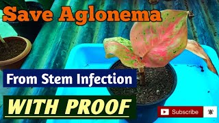 How to Save Aglonema from Stem Infection II How to Cure Stem Infection of Aglonema II Stem Infection