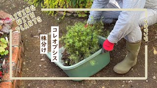 [移植] コレオプシスの株分け