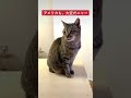 ねこ不動産、飼い猫の独り言、アメリカも大変 shorts