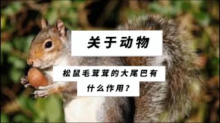 第32集｜科普知识【松鼠毛茸茸的大尾巴有什么作用？】