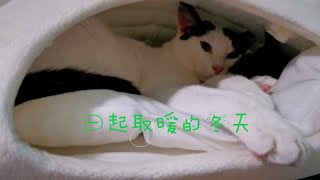 ［我的二貓］還是一起擁著過寒冬最好｜