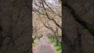 満開じゃなくてすいません💦「円応寺の参道の桜並木⑨🌸」佐賀県武雄市