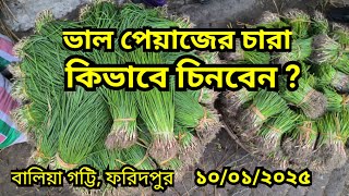 10/01/2025 আজকের পেঁয়াজের চারা হালির বাজার দর | Seedling onions price today in Faridpur, Bangladesh