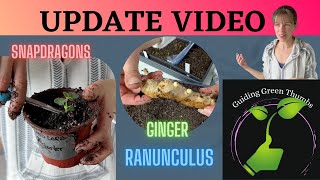 A Friday Morning Update // Ginger // Ranunculus // Potting Up // Milkweed \u0026 Echinacea Seeds