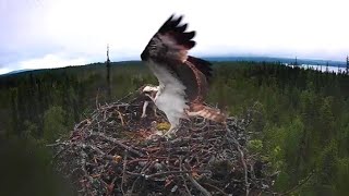 Muonio Osprey 5.7.2024_Yöpalaa / Midnight snack