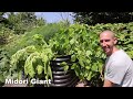 11-Year-Old Food Forest Garden Harvest! 🍎🍐🍇
