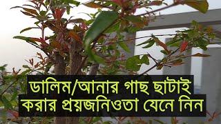 ডালিম গাছ ছাটাই করবো কিভাবে    pruning promaganet plant