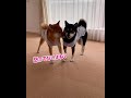 尻尾フリフリで、かかって来いや〜！する柴犬