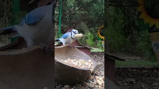 Snacks Galore for Blue Jay #backyardwildlife #birds #shorts