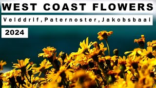 4 Places to Capture Stunning Flowers up the WEST COAST - 2024