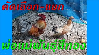 คัดเลือก คัดแยกพ่อแม่พันธุ์ไก่ต่อหูขาว สีทอง Breeder jungle fowl: chicken