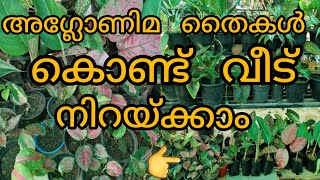 വീട്  നിറയെ  അഗ്ലോണിമ ...... വെറും 2- മാസത്തിനുള്ളിൽ 👍#aglonima propogation easy method