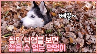 쌓인 낙엽을 보면 참을 수 없는 멍멍이