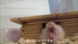 ハムスターの大あくび（Hamster）