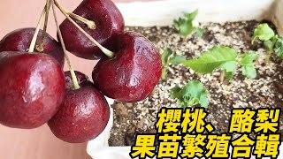 櫻桃、酪梨果苗繁殖合輯 | Collection of cherry and avocado seedling propagation