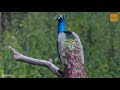 आखिर क्या हुआ हमारे मयूर सिंहासन का मयूर सिंहासन peacock throne