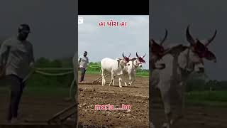 ox.lover1111 #kankrej #morla #video #shortvideo #ox  હા ધોરા ની મોજ હા