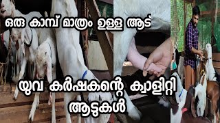 Good quality cross breed goats goat farming malayalam