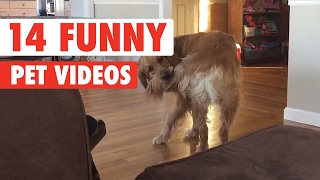 14 Funny Pet Videos Compilation 2017