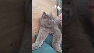 Не встиг прокинутись як тут це… #cat #кіт #смішнівідео