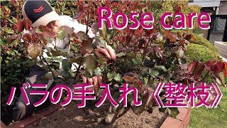 Care for roses [Cultivation of large-flowered species]