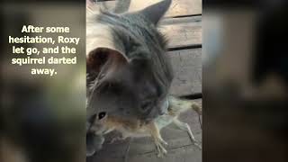 Roxy the Cat's  Wild Gift: A Squirrel Surprise